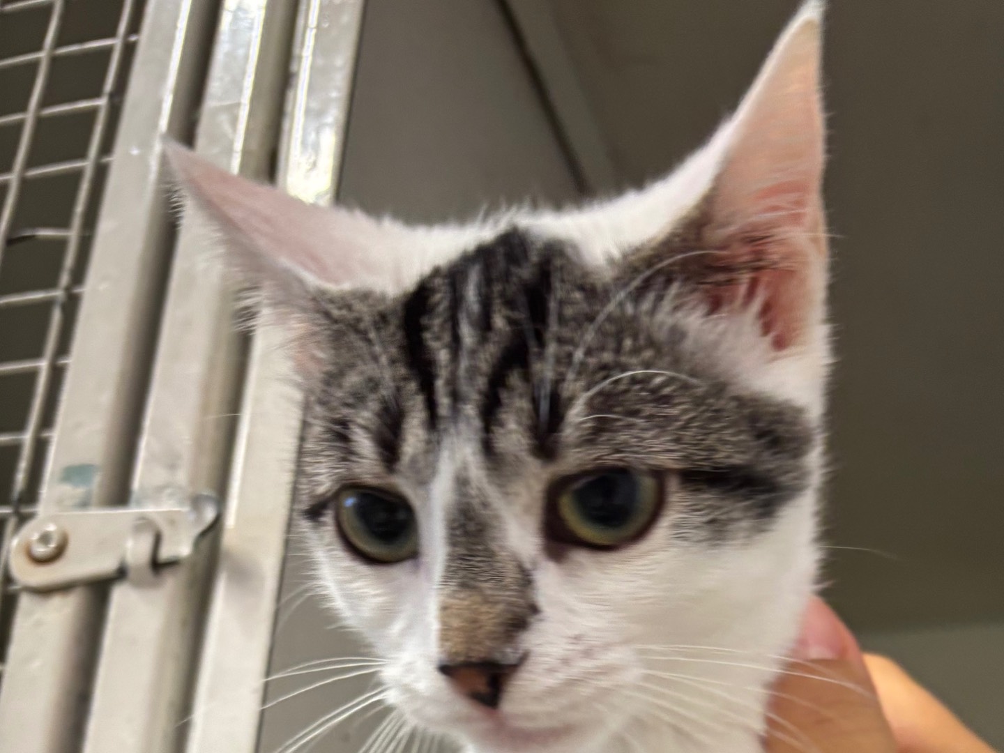 Adotta un gatto, femmina, 4 mesi, Brescia