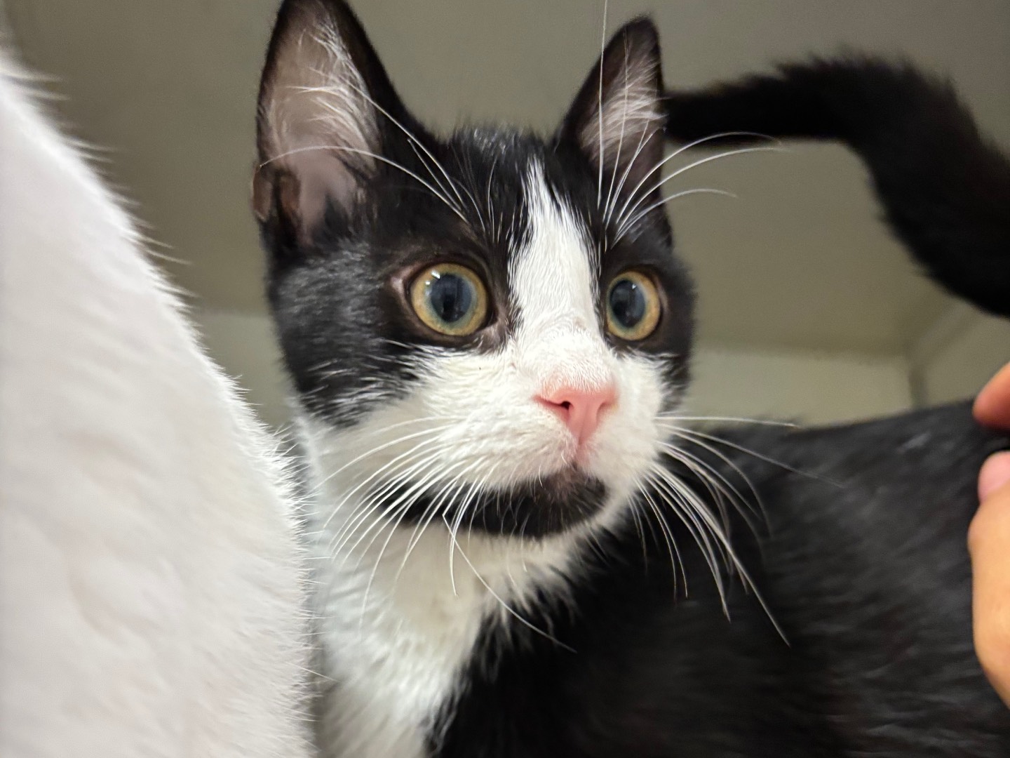 Adozione gatto, femmina, Razza sconosciuta Razza sconosciuta, 4 mesi, taglia non valida, Brescia