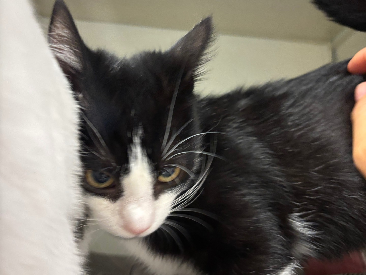 Adotta un gatto, femmina, 4 mesi, Brescia