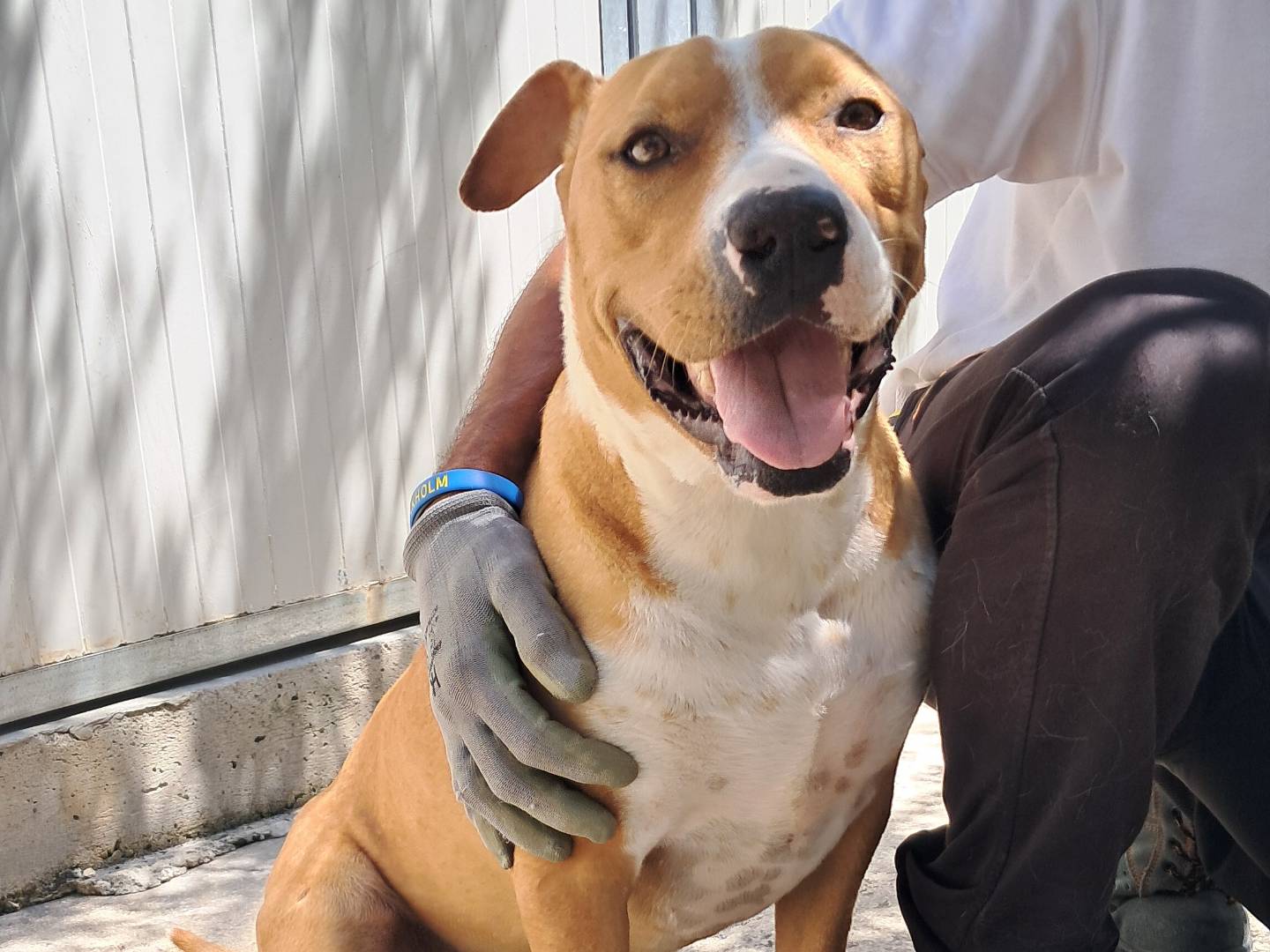Adozione cane, maschio, Amstaff Razza sconosciuta, 2 anni e 8 mesi, taglia media, Agrigento