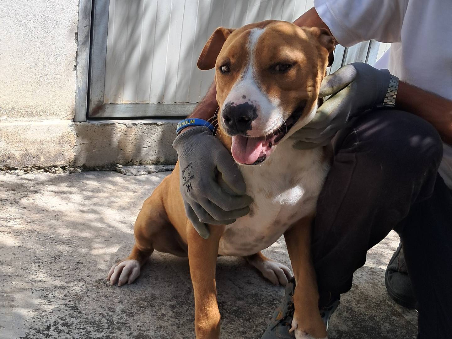 Adotta un cane, maschio, 2 anni e 8 mesi, Agrigento
