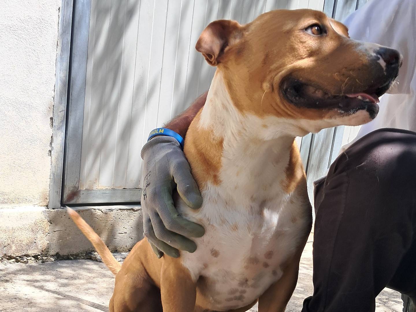Adotta il cane Dorian a Agrigento