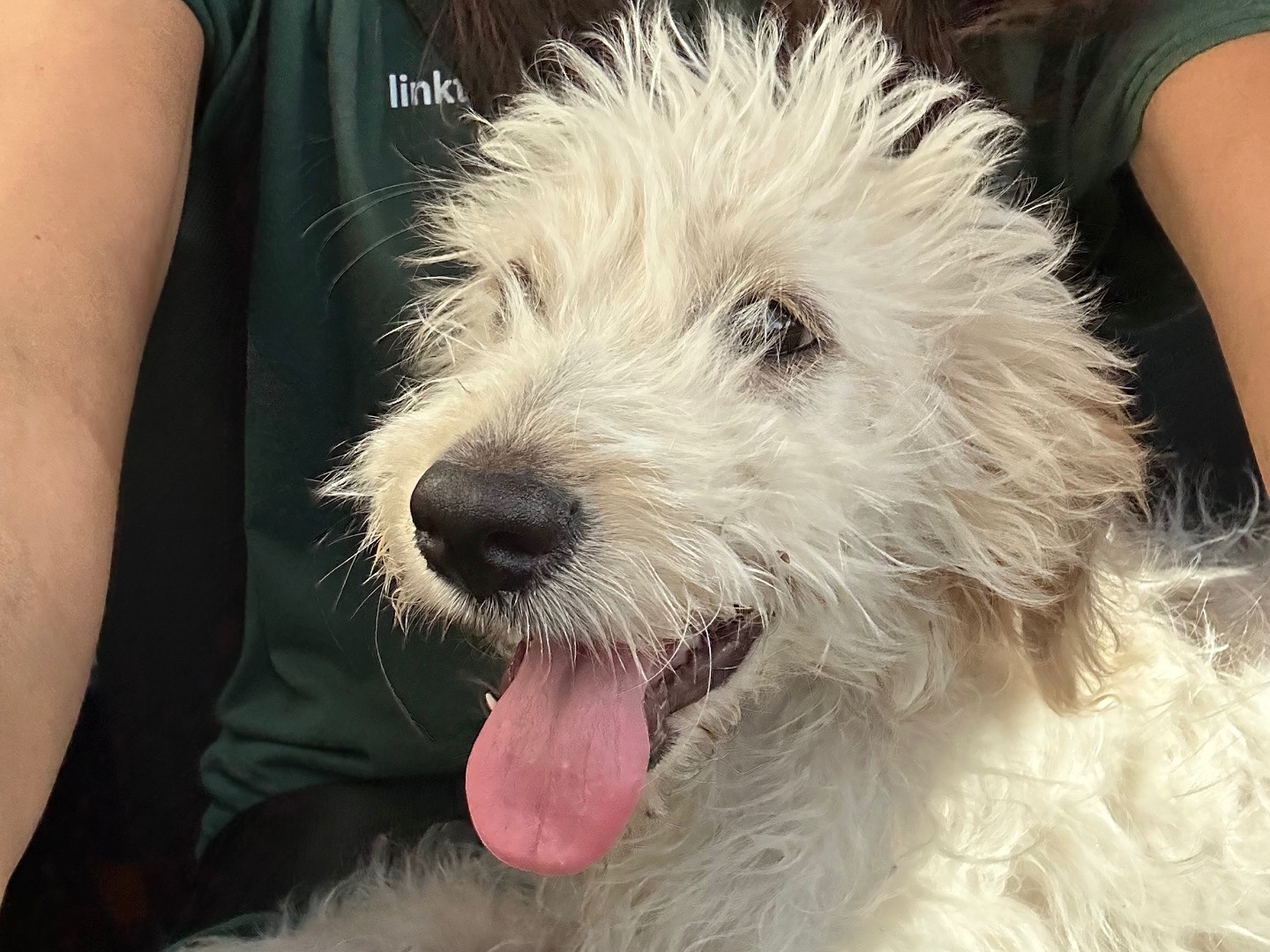 Adozione cane, maschio, Lagotto Spinone, 3 mesi, taglia media contenuta, Salerno