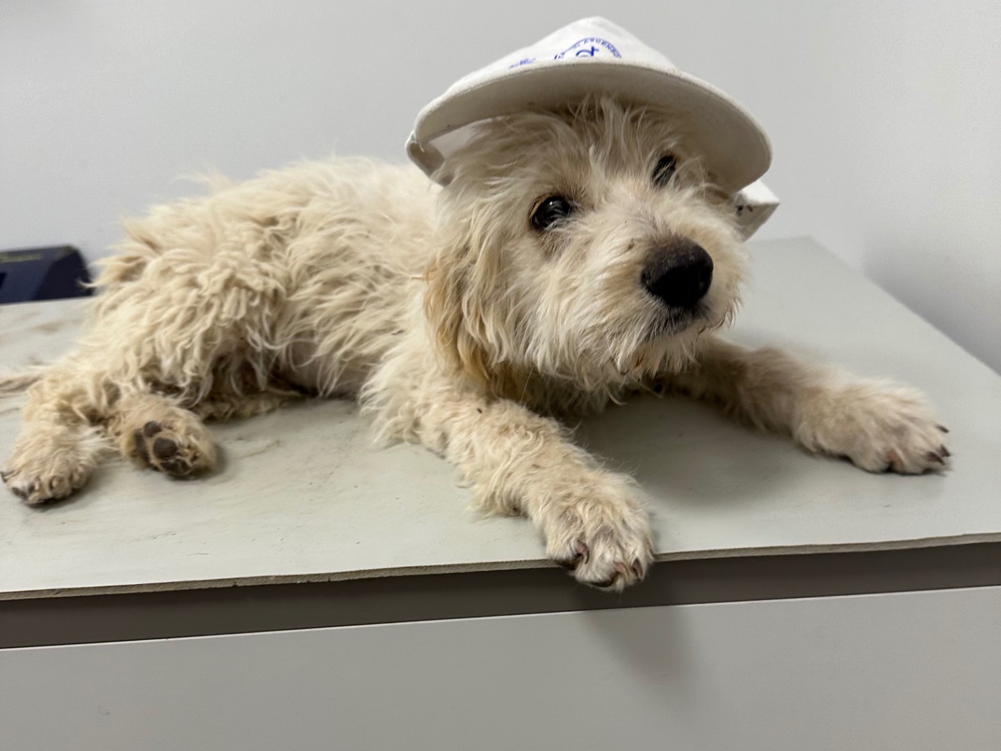 Adotta un cane, maschio, 3 mesi, Salerno