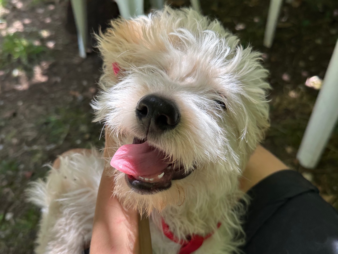 Adotta un cane, taglia media contenuta, maschio, Salerno