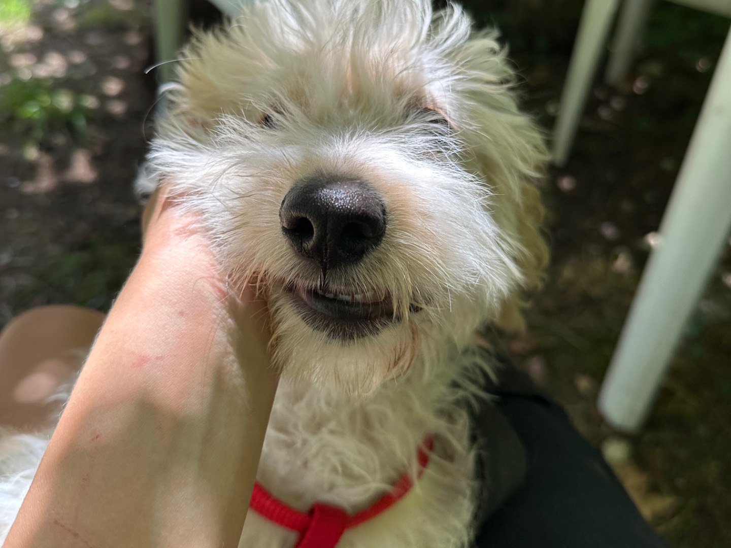 Vuoi adottare un cane a Salerno?