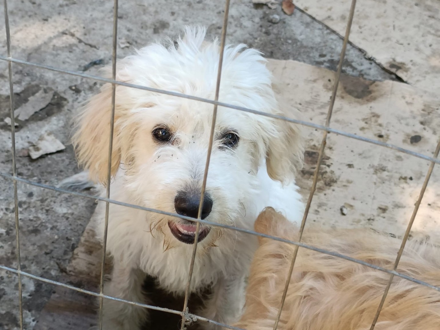 Adotta il cane Cric a Salerno