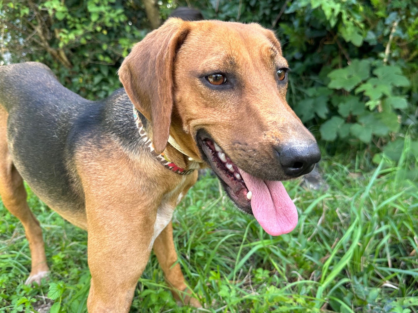 Adozione cane, maschio, Segugio Razza sconosciuta, 3 anni, taglia media contenuta, Salerno