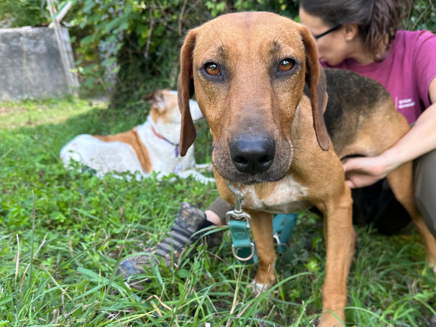 Adotta un cane, maschio, 3 anni, Salerno