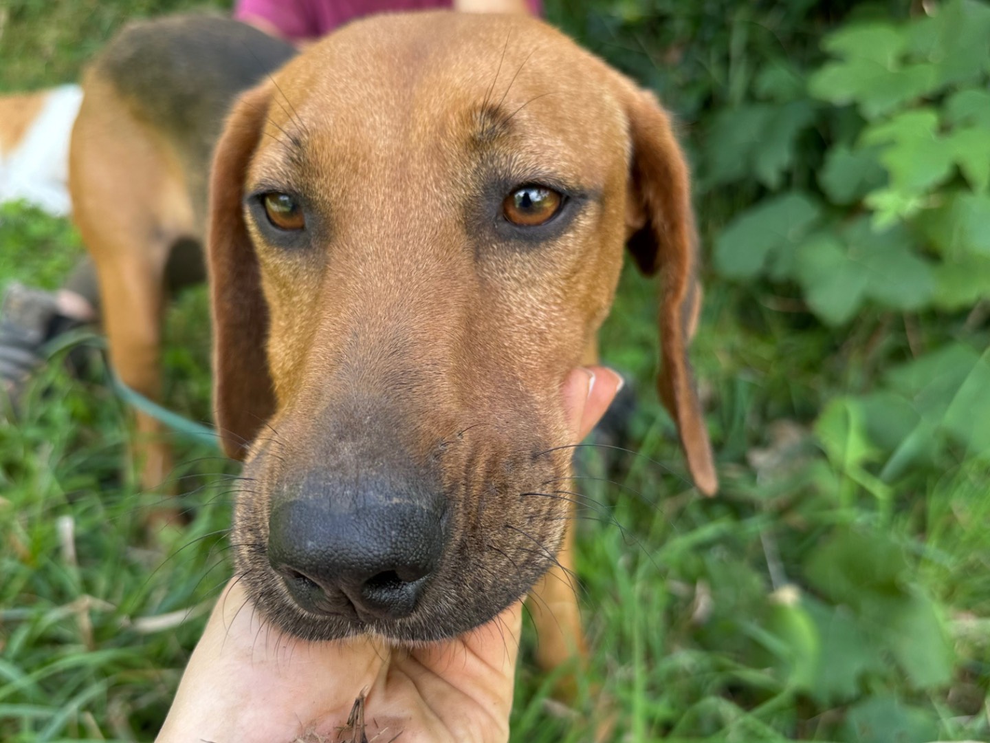 Adotta un cane, taglia media contenuta, maschio, Salerno