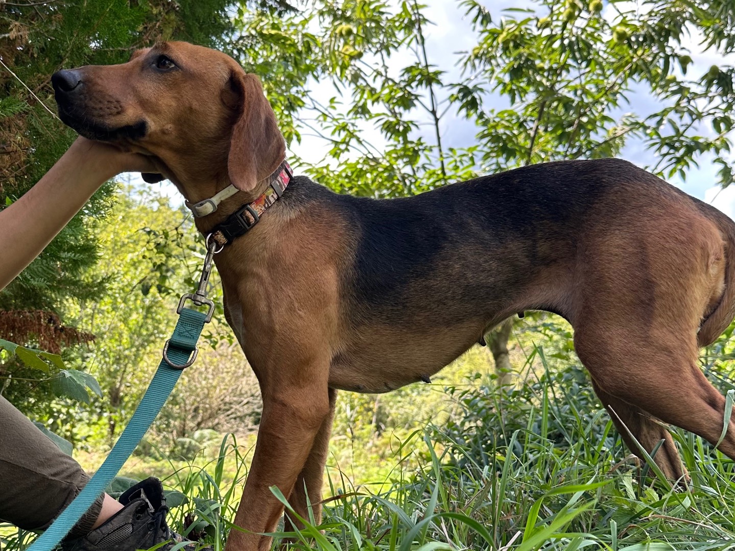 Vuoi adottare un cane a Salerno?