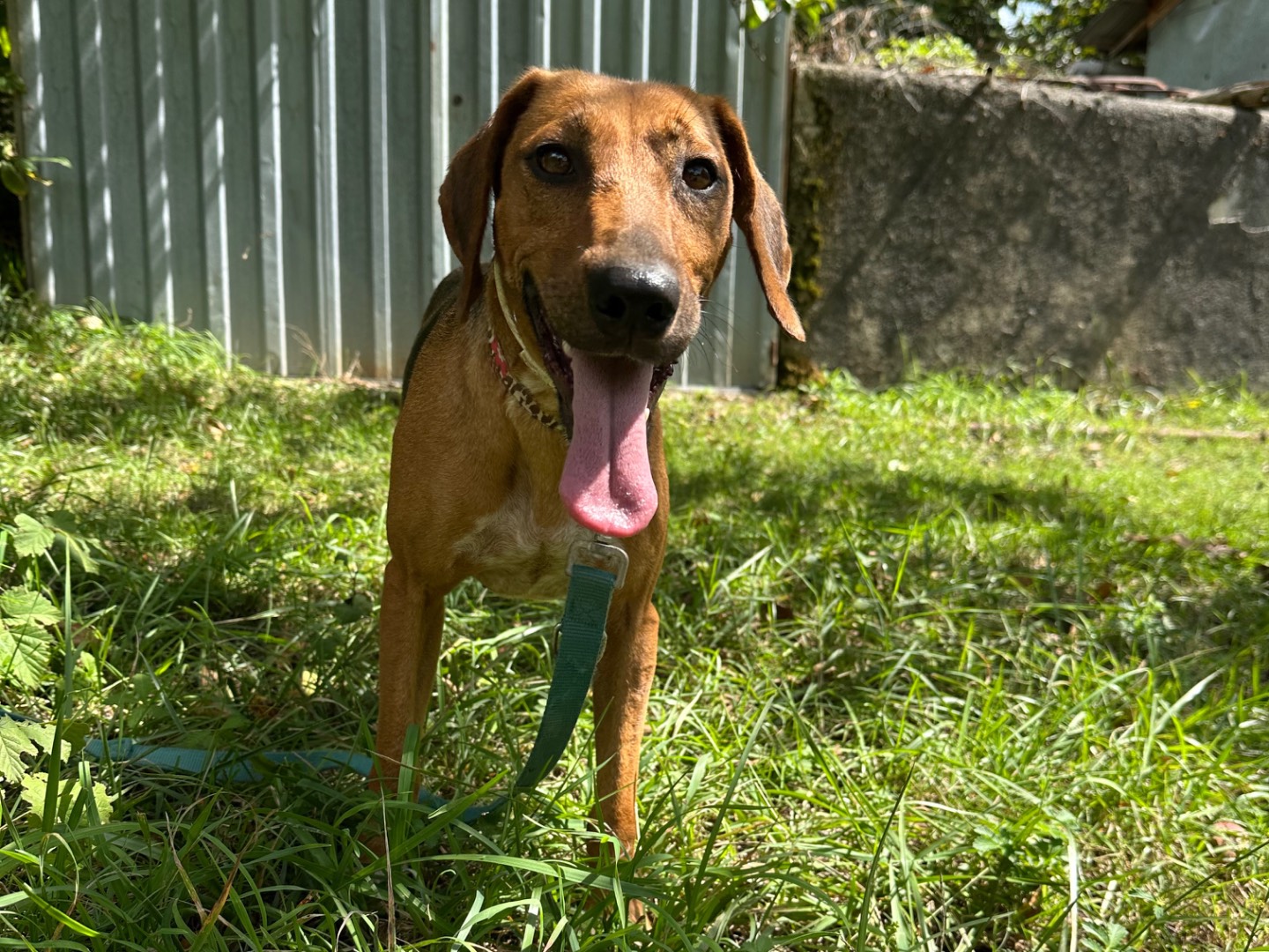 Adotta il cane Dafne a Salerno