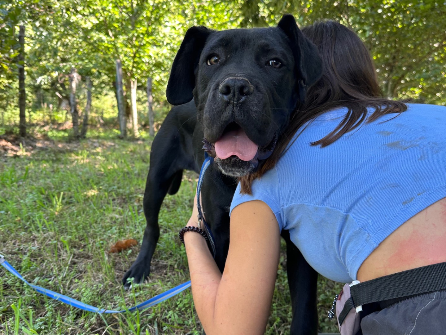 Adotta un cane, maschio, 5 mesi, Salerno