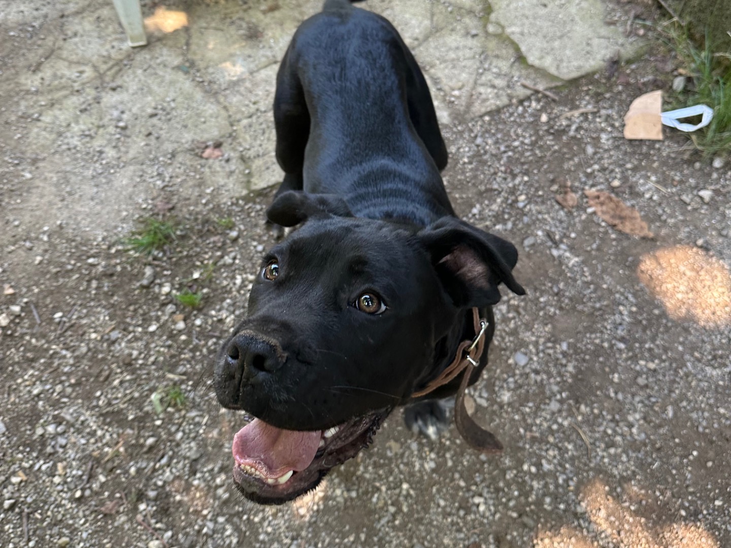 Vuoi adottare un cane a Salerno?