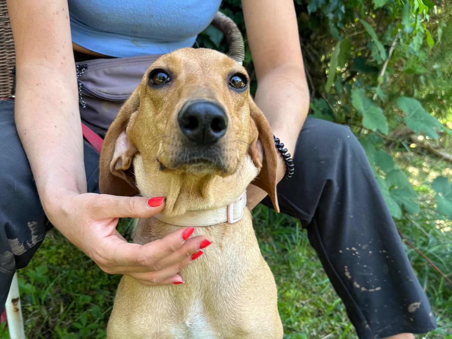 Adotta un cane, taglia media contenuta, femmina, Salerno