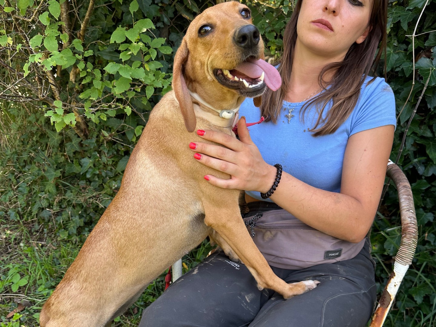 Vuoi adottare un cane a Salerno?