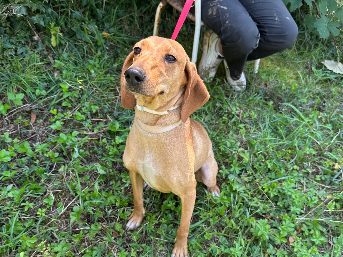 Adotta il cane Camilla a Salerno