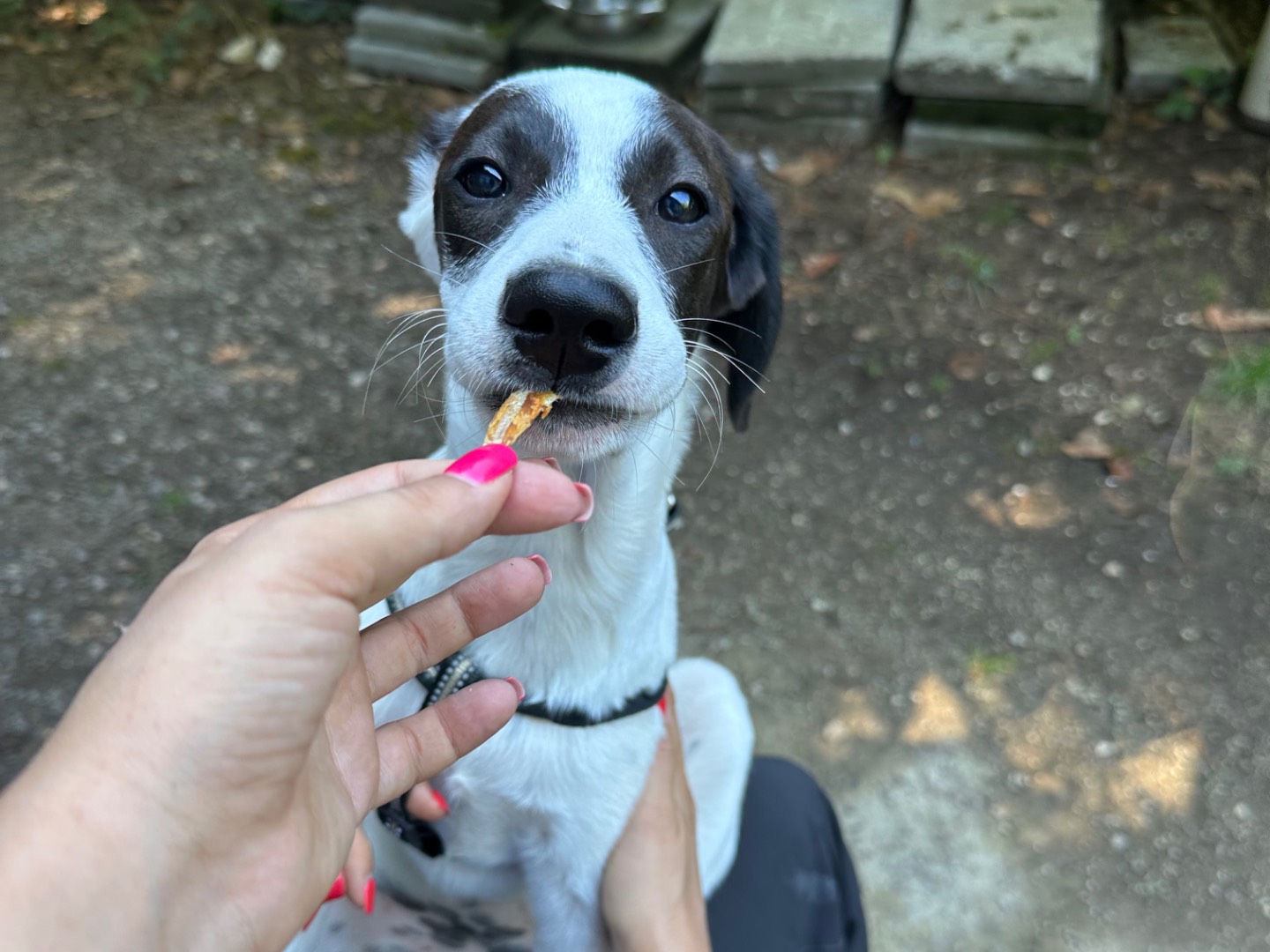 Adotta un cane, taglia grande, femmina, Salerno