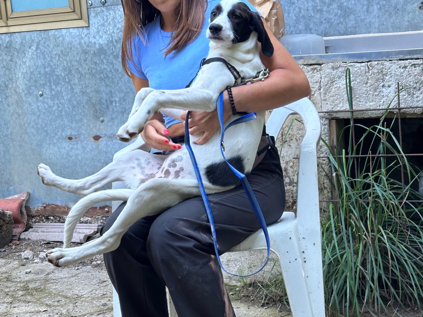 Adotta il cane Lobotka a Salerno