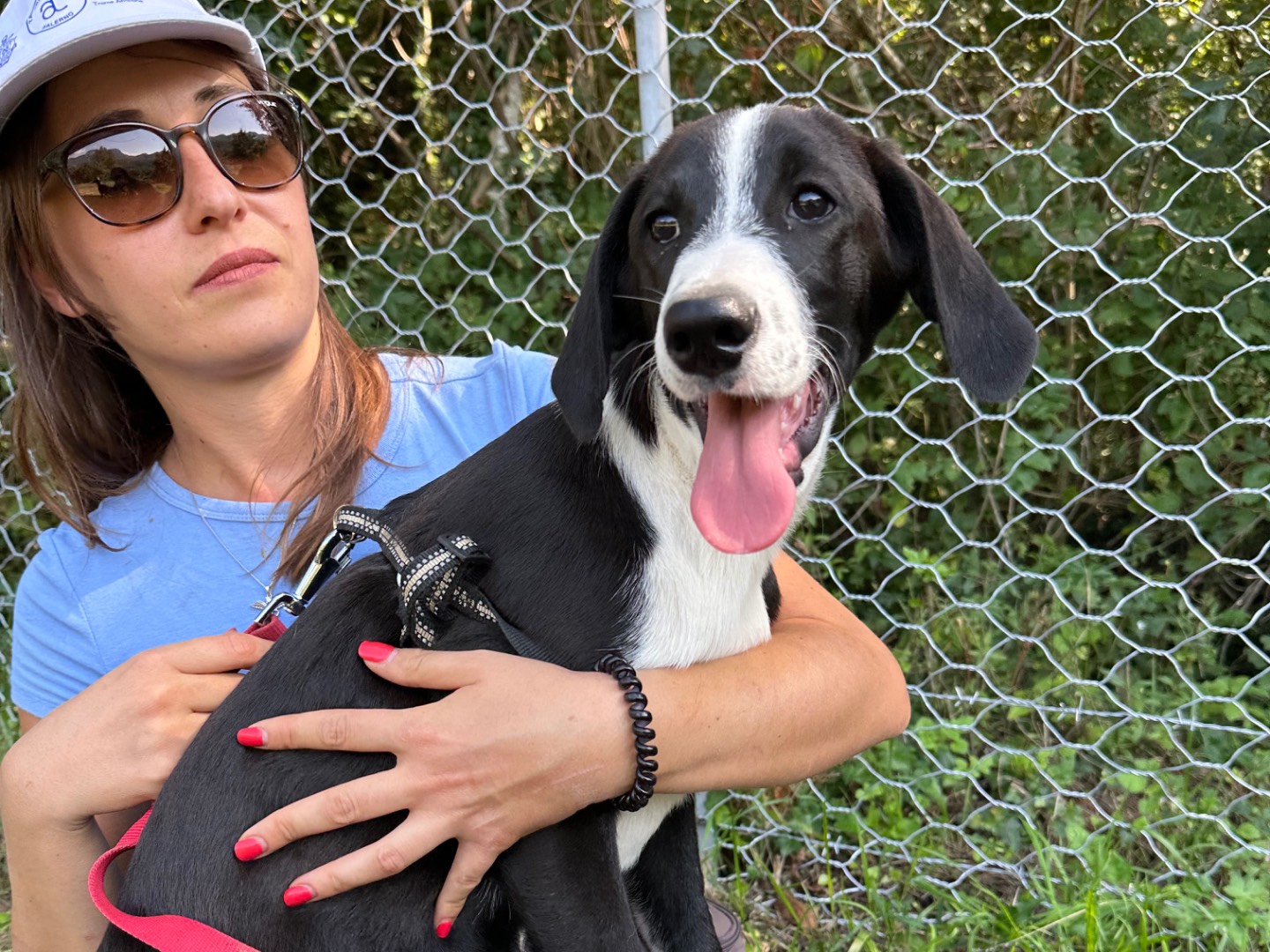 Adotta un cane, femmina, 5 mesi, Salerno