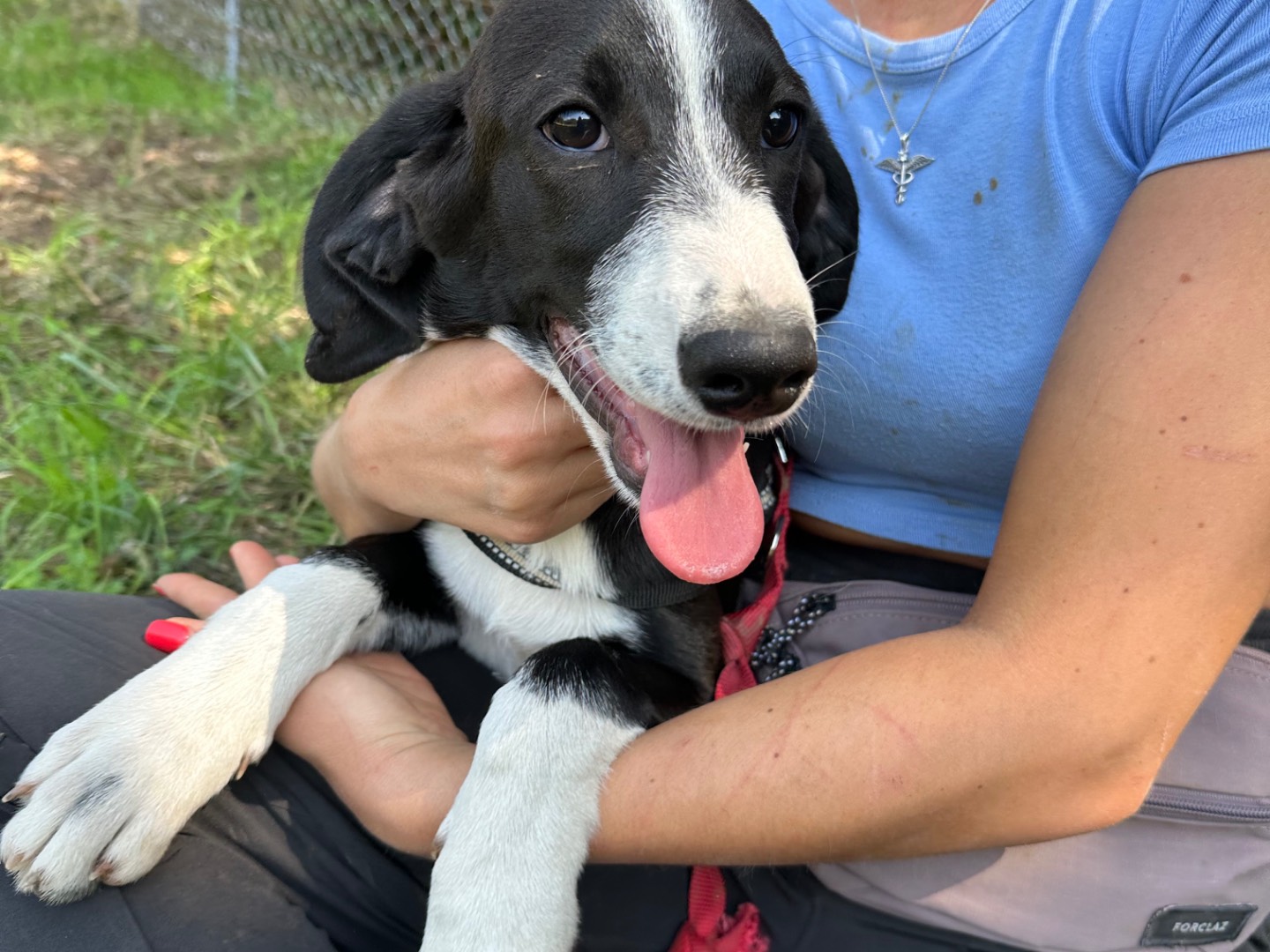 Adotta il cane Rafa a Salerno