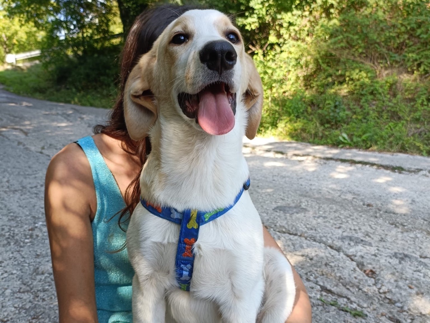 Vuoi adottare un cane a Salerno?