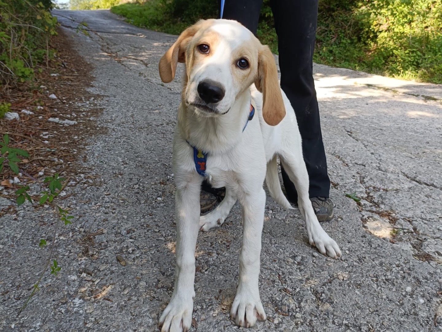 Adotta il cane Simeone a Salerno