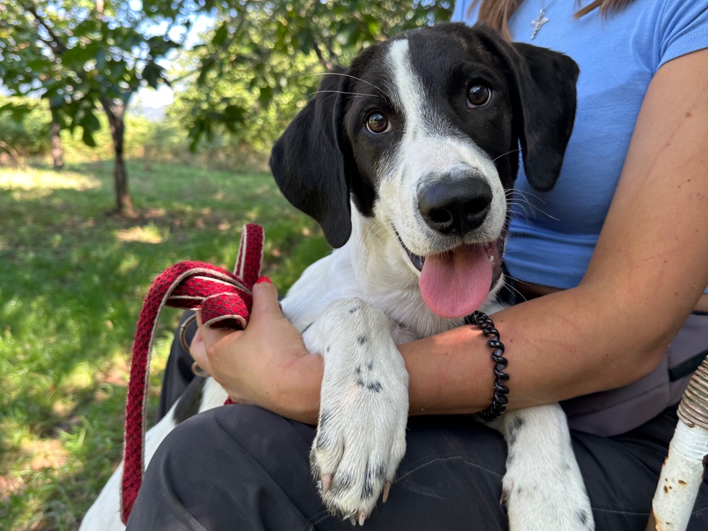 Adozione cane, maschio, Razza sconosciuta Razza sconosciuta, 4 mesi, taglia grande, Salerno