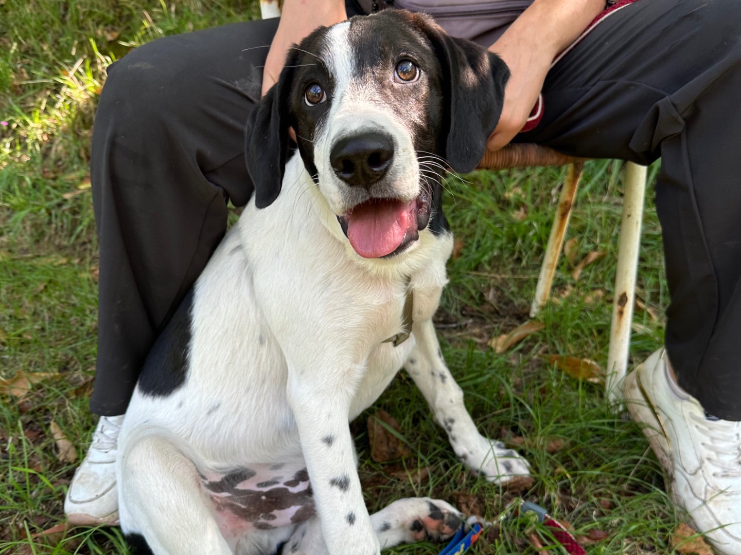 Adotta un cane, maschio, 4 mesi, Salerno
