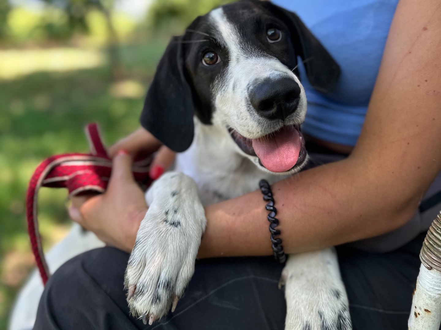 Vuoi adottare un cane a Salerno?