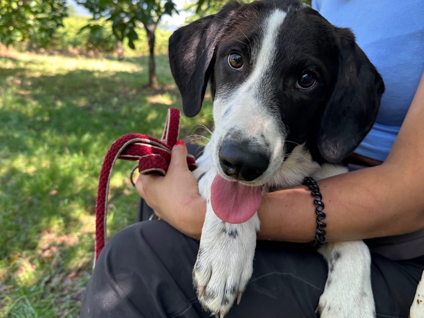 Adotta il cane Mctominay  a Salerno