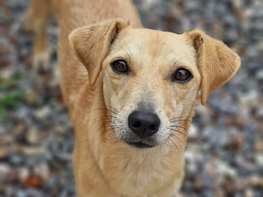Adozione cane, femmina, Razza sconosciuta Razza sconosciuta, 11 mesi, taglia piccola, Milano