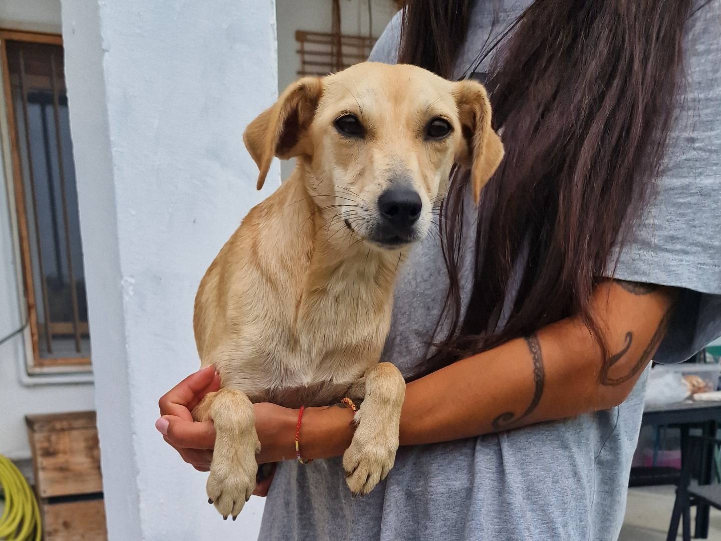 Adotta un cane, femmina, 11 mesi, Milano
