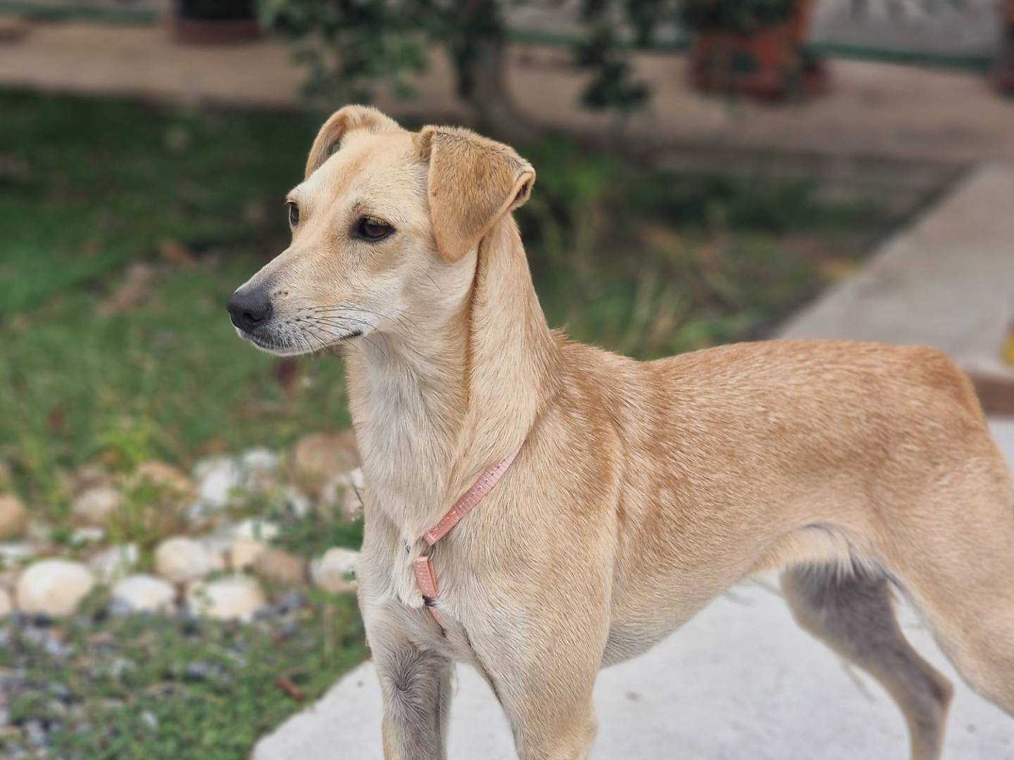 Adotta un cane, taglia piccola, femmina, Milano
