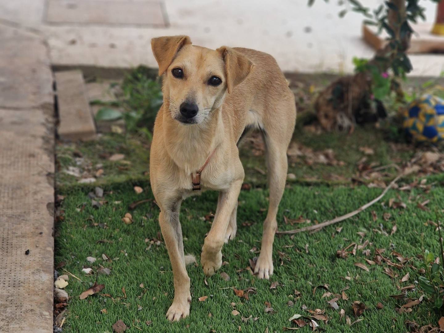 Vuoi adottare un cane a Milano?