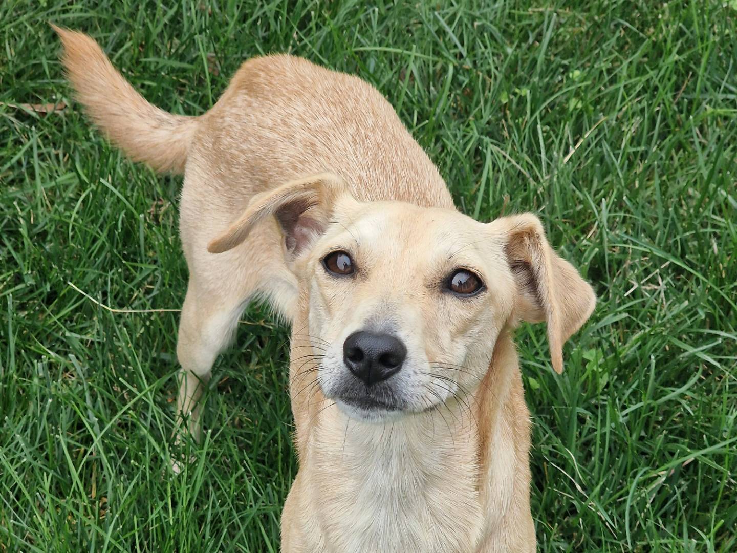 Adotta il cane Yndra a Milano