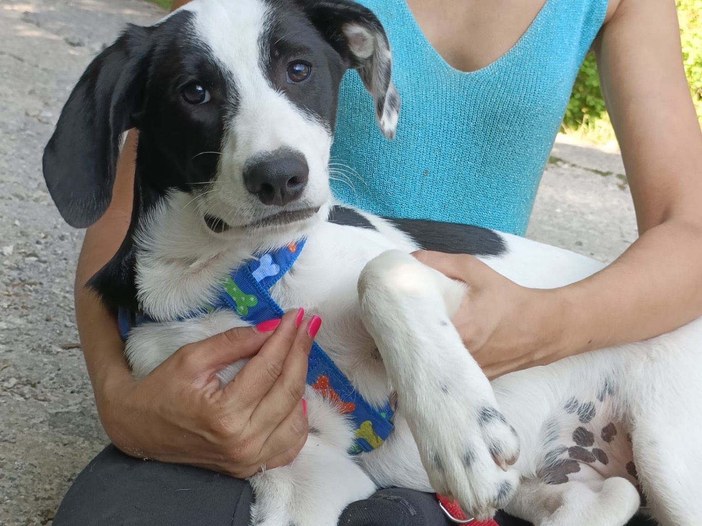 Adotta un cane, taglia grande, maschio, Salerno