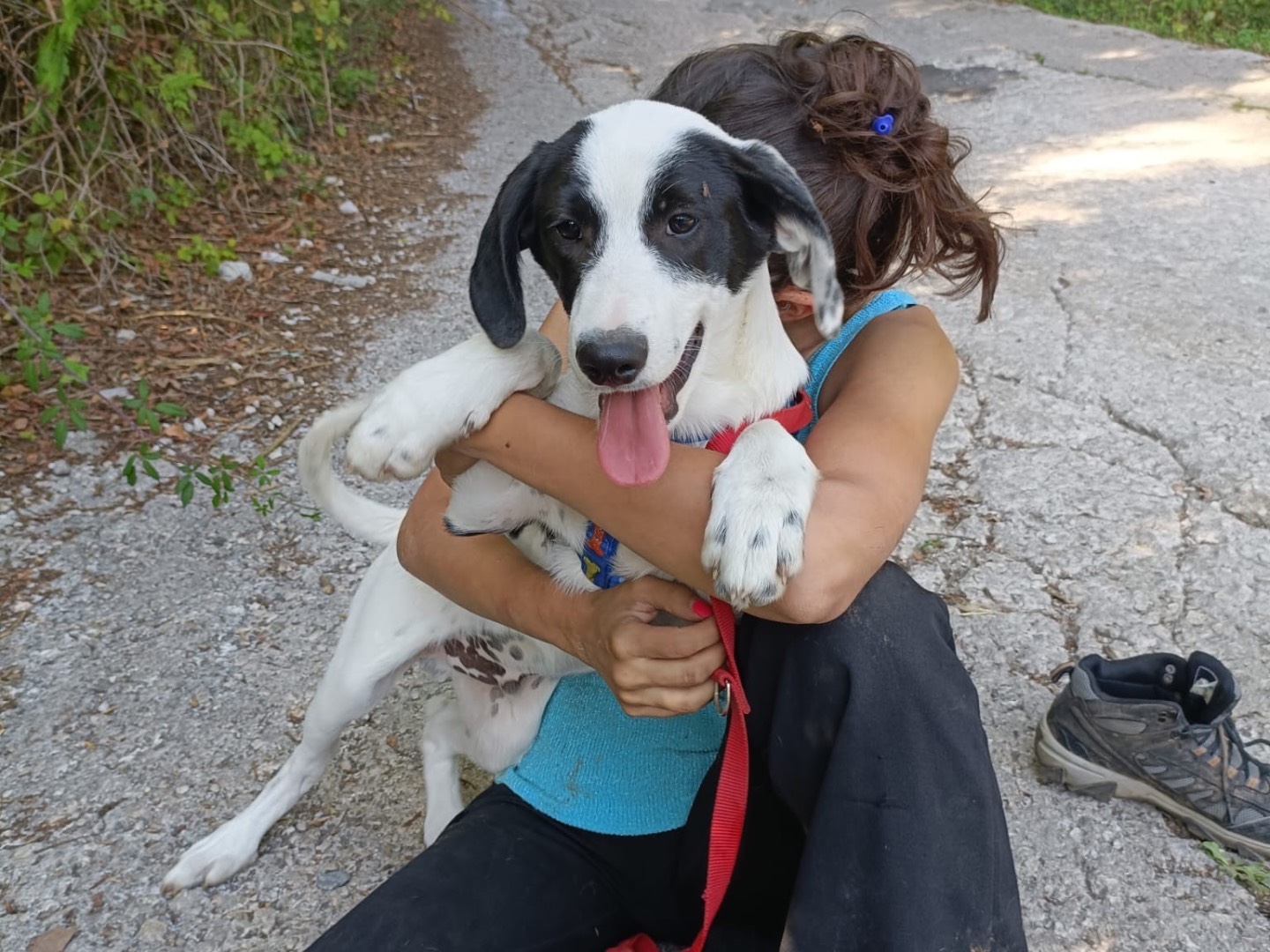 Adotta il cane Lukaku a Salerno