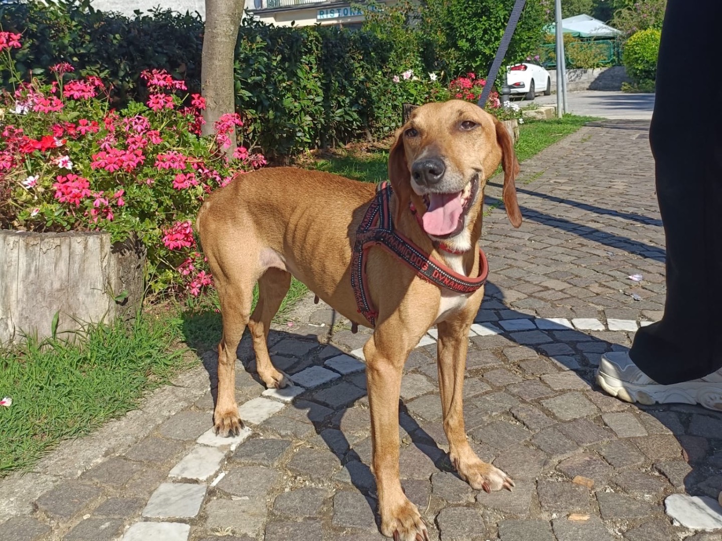 Adotta un cane, femmina, 4 anni e 5 mesi, Salerno