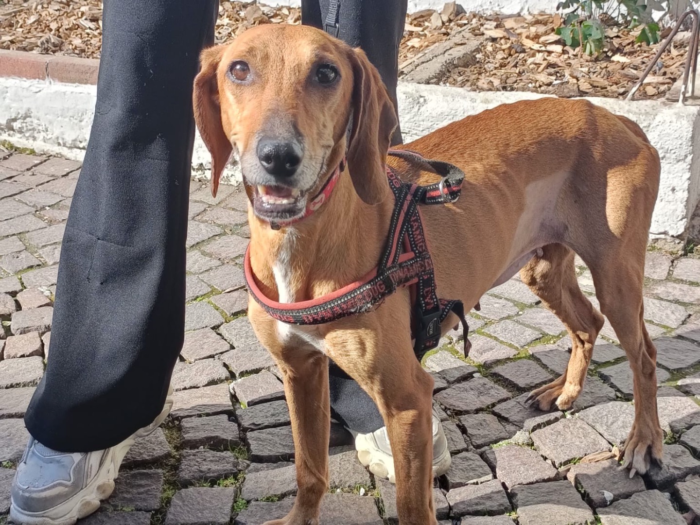 Adotta un cane, taglia media contenuta, femmina, Salerno