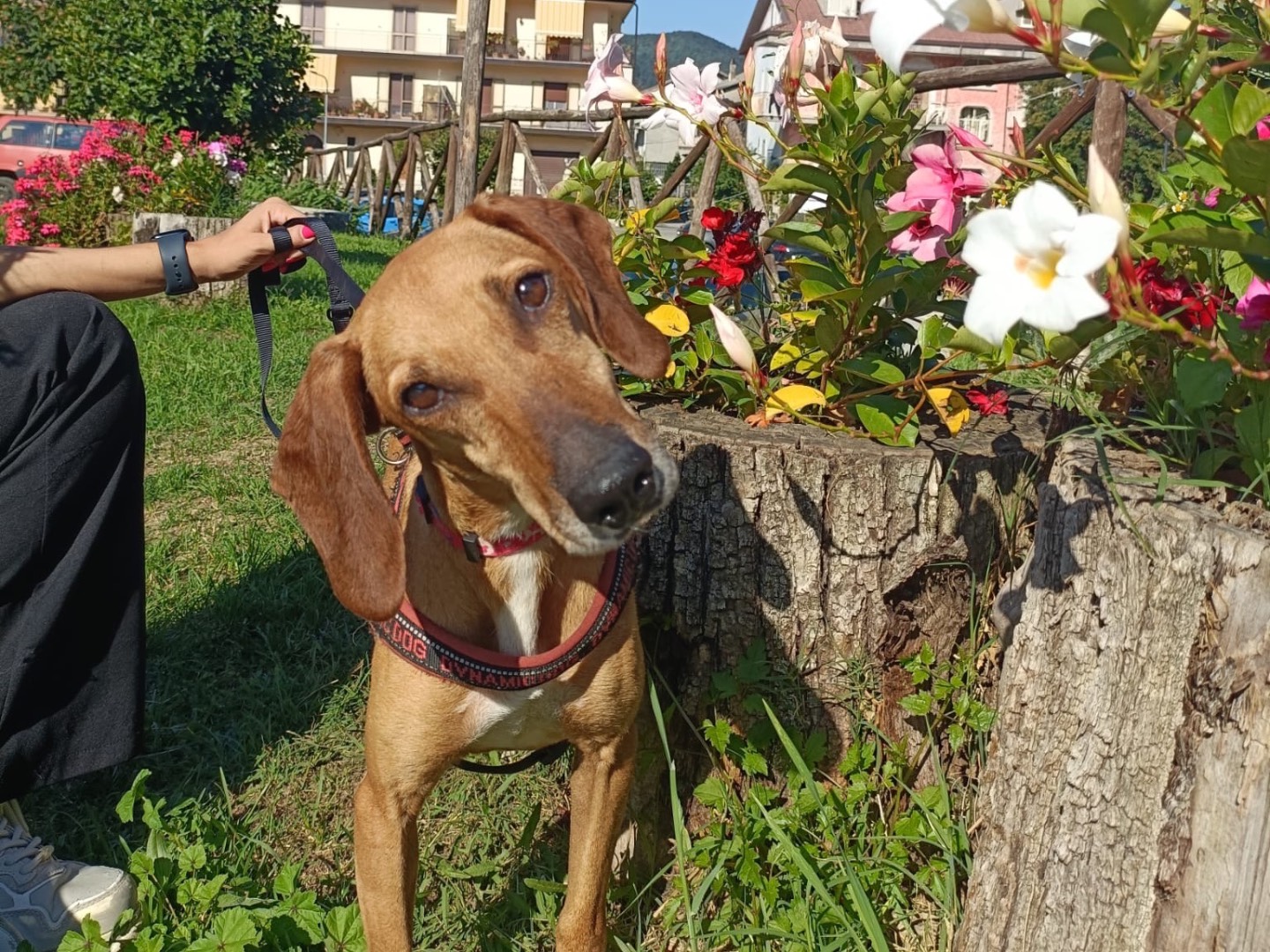 Vuoi adottare un cane a Salerno?