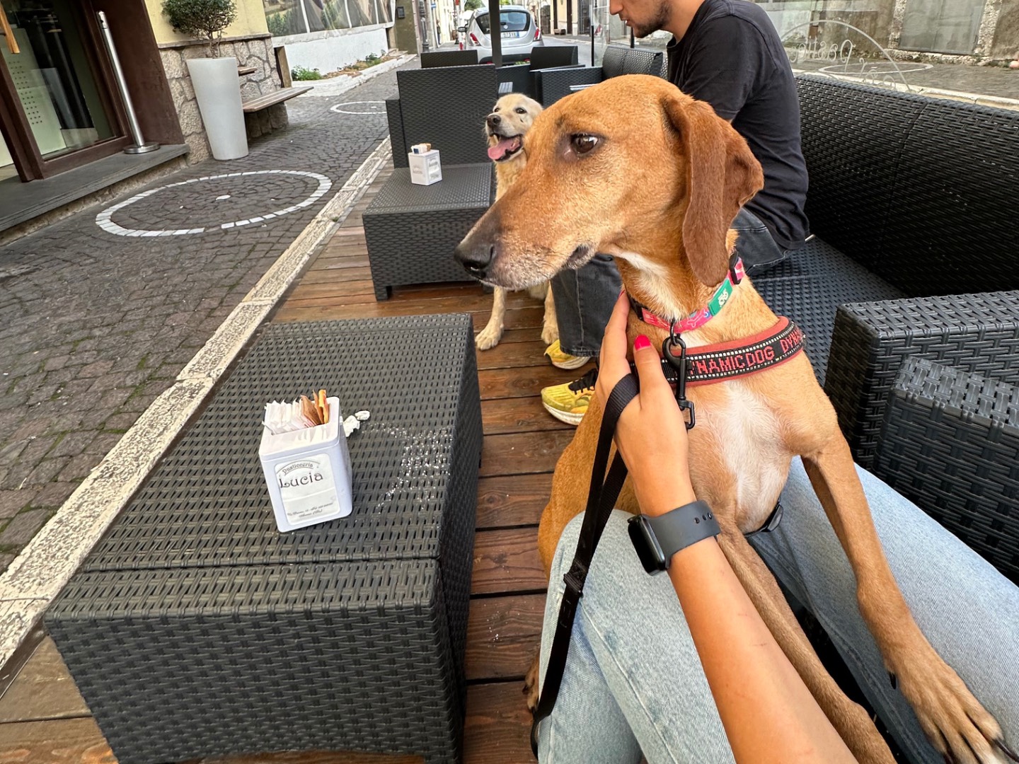 Adotta il cane Banana a Salerno