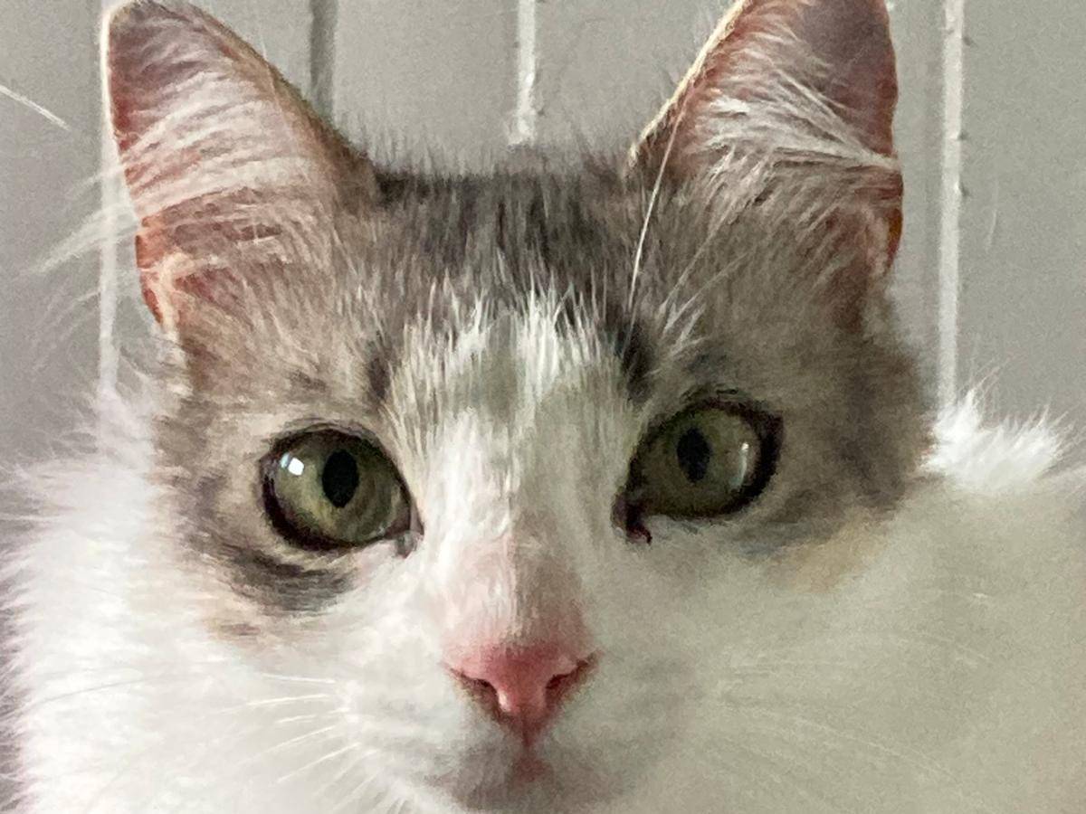 Adozione gatto, femmina, Razza sconosciuta Razza sconosciuta, 10 mesi, taglia non valida, Pisa