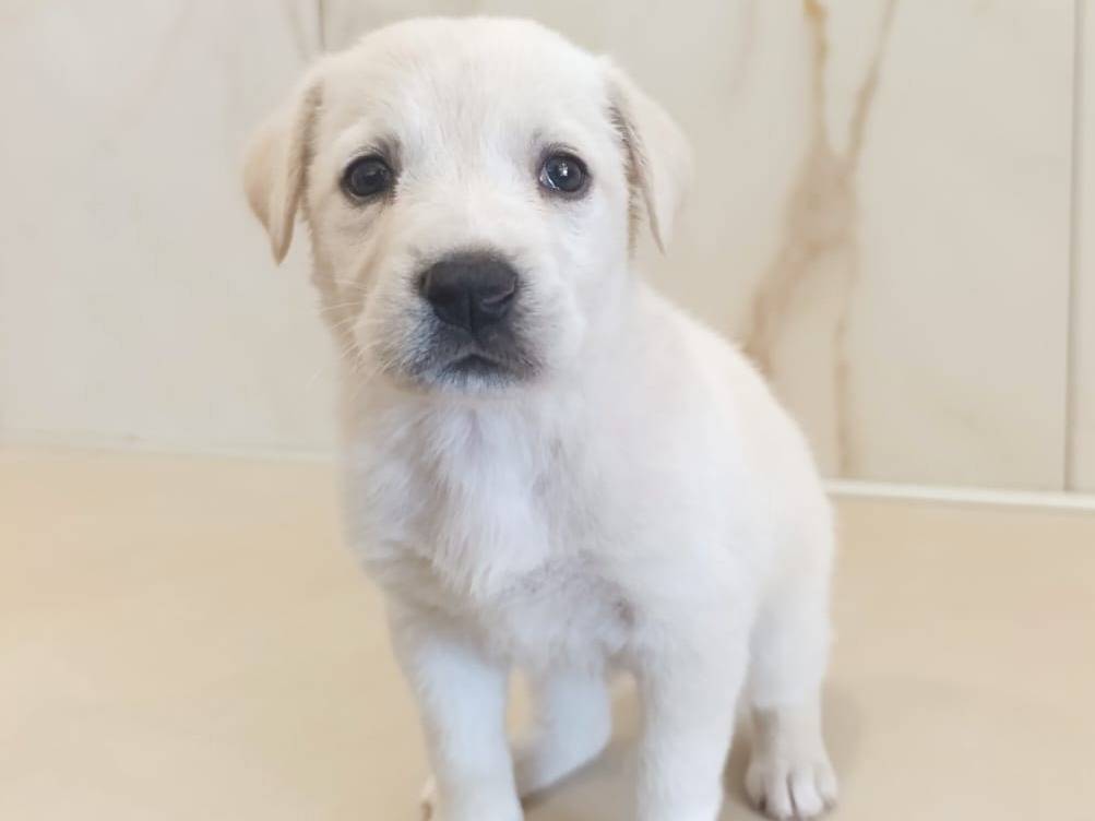 Vuoi adottare un cane a Bergamo?
