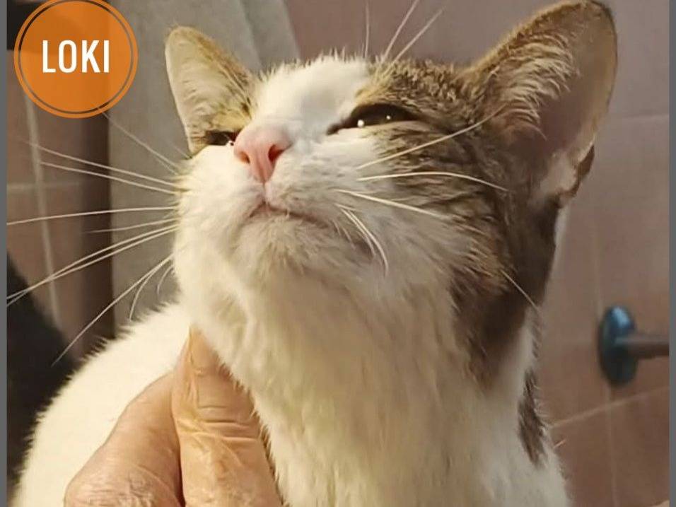 Adozione gatto, maschio, Razza sconosciuta Razza sconosciuta, 5 anni e 1 mese, taglia non valida, Verona