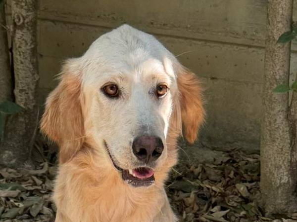 Adozione cane, femmina, Golden Retriever Razza sconosciuta, 5 anni, taglia media, Belluno