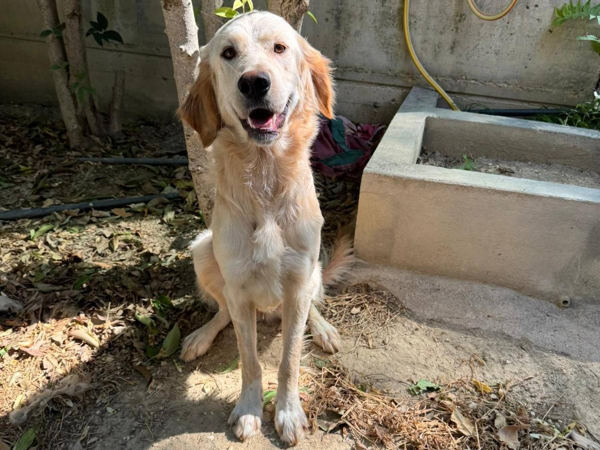 Adotta un cane, femmina, 5 anni, Belluno