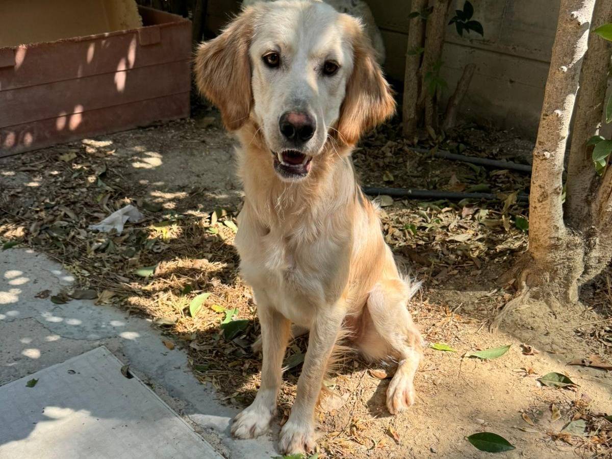 Adotta un cane, taglia media, femmina, Belluno
