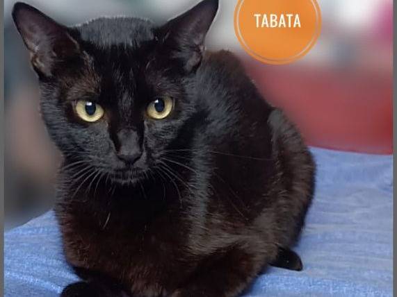 Adozione gatto, femmina, Razza sconosciuta Razza sconosciuta, 7 mesi, taglia non valida, Verona