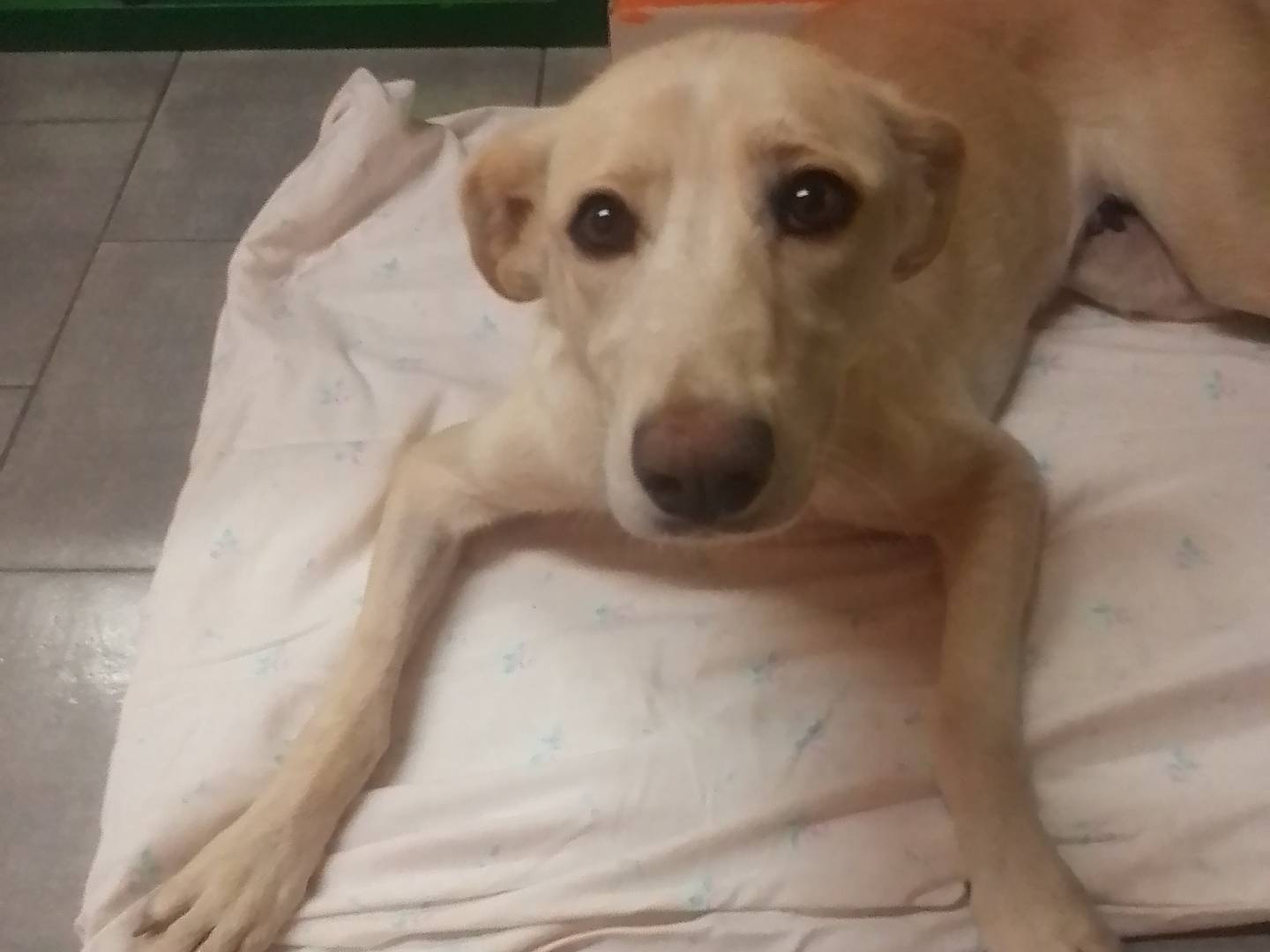 Adotta un cane, femmina, 2 anni, Cuneo